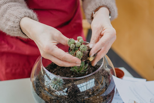 Terrarium making class